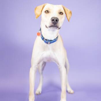 PJ -  Mixed Breed Dog for Adoption in Portland, Oregon - PJ | PetCurious