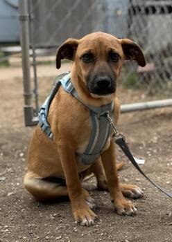 OSCAR -  Terrier Dog for Adoption in San Antonio, Texas - OSCAR | PetCurious