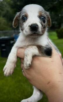 Biscuit -  Australian Shepherd and Australian Cattle Dog Blue Heeler Dog for Adoption in Indian Springs Village, Alabama - Biscuit | PetCurious