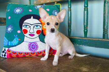 Mickey -  Chihuahua and Papillon Dog for Adoption in San Antonio, Texas - Mickey | PetCurious