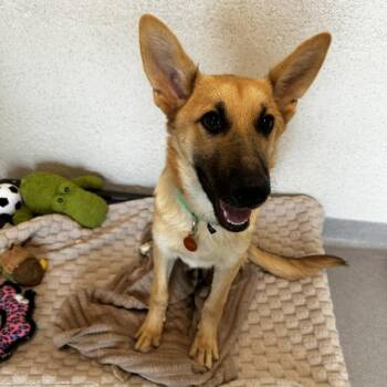 Jerry -  Mixed Breed Dog for Adoption in Los Angeles, California - Jerry | PetCurious