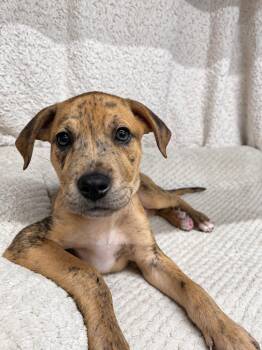 John B -  Mixed Breed Dog for Adoption in Mount Pleasant, South Carolina - John B | PetCurious