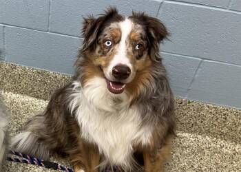 Australian Shepherd Dogs Available for Adoption - CHACO | PetCurious