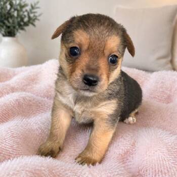 Mixed Breed Dogs Available for Adoption - Boo (Dani