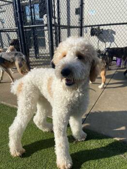 Baymax -  Standard Poodle Dog for Adoption in Southlake, Texas - Baymax | PetCurious