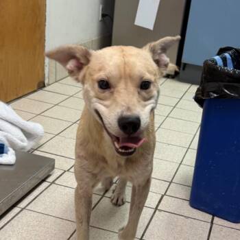 Hopscotch -  Mixed Breed Dog for Adoption in Charleston, West Virginia - Hopscotch | PetCurious