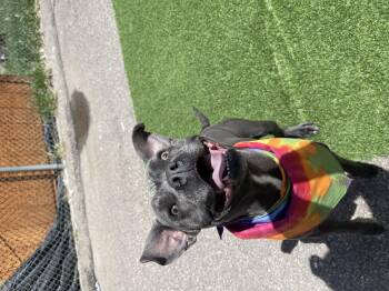 Rescue Terrier Dogs for Adoption in Steamboat Springs, Colorado - Athena | PetCurious