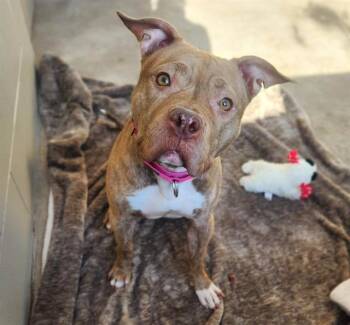 ALEIGHA -  Pit Bull Terrier Dog for Adoption in Minneapolis, Minnesota - ALEIGHA | PetCurious