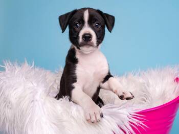 BW: Skunk -  Boston Terrier and Border Collie Dog for Adoption in Palo Alto, California - BW: Skunk | PetCurious