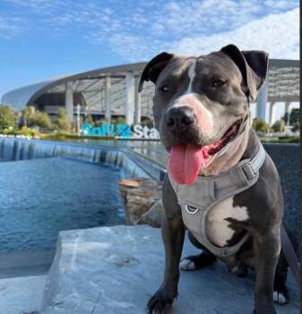 Blu Needs a Foster Home -  Pit Bull Terrier and Staffordshire Bull Terrier Dog for Adoption in Redondo Beach, California - Blu Needs A Foster Home | PetCurious