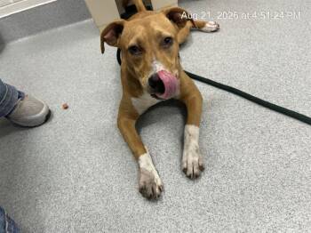 A388809 -  Pit Bull Terrier and Mixed Breed Dog for Adoption in Ocala, Florida - A388809 | PetCurious