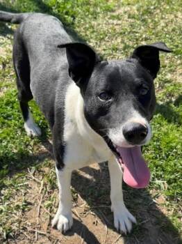 Rescue Border Collie Dogs for Adoption in Las Vegas, Nevada - Mateo | PetCurious