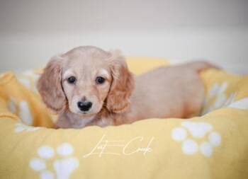 Dachshund and Mixed Breed Dogs Available for Adoption - Toast | PetCurious