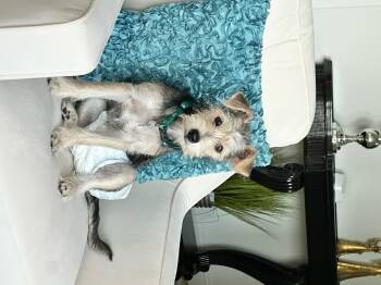 Nina -  Schnauzer and Chihuahua Dog for Adoption in Garland, Texas - Nina | PetCurious