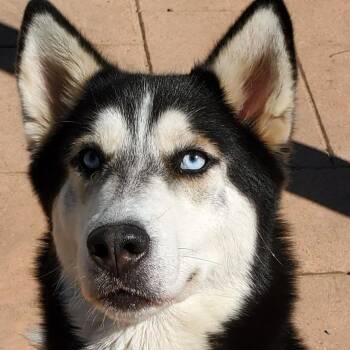 Husky Dogs Available for Adoption in Columbia, Illinois - Sasha | PetCurious