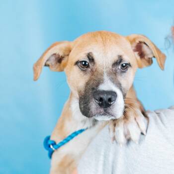 Rescue Shepherd and Hound Dogs for Adoption in Minneapolis, Minnesota - Kennedy | PetCurious
