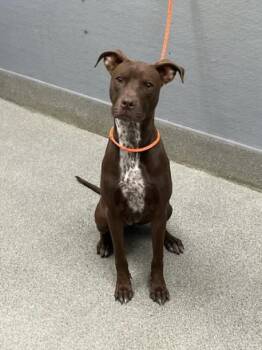 ANGEL -  Pit Bull Terrier Dog for Adoption in Las Vegas, Nevada - ANGEL | PetCurious