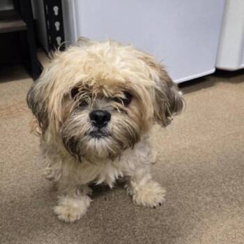 Shih Tzu Dogs Available for Adoption in Waterford, New Jersey - BROOKS | PetCurious