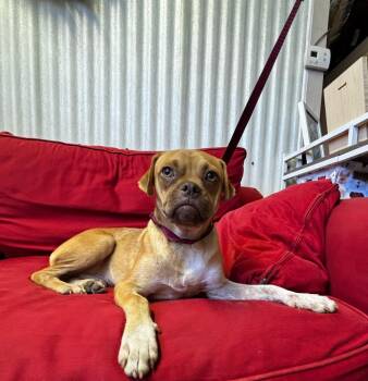 Bud -  Pug and Chihuahua Dog for Adoption in Luling, Texas - Bud | PetCurious