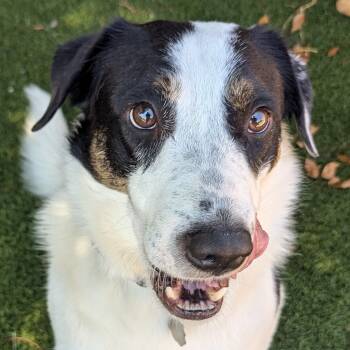 Stevie -  Labrador Retriever and German Shepherd Dog Dog for Adoption in Phoenix, Arizona - Stevie | PetCurious