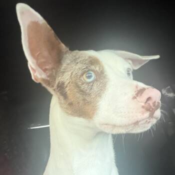 Blue -  Bull Terrier Dog for Adoption in Homestead, Florida - Blue | PetCurious