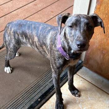 Whippet Dogs Available for Adoption - Molly | PetCurious