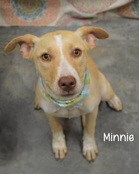 Minnie -  Labrador Retriever Dog Available for Adoption in Gautier, Mississippi - Minnie | PetCurious