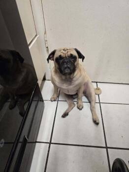 Angel -  Pug Dog for Adoption in Eagle, Idaho - Angel | PetCurious