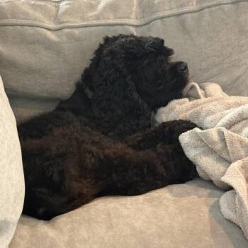 Guinness (Benefactor Dog) -  Cocker Spaniel Dog for Adoption in New Orleans, Louisiana - Guinness (Benefactor Dog) | PetCurious