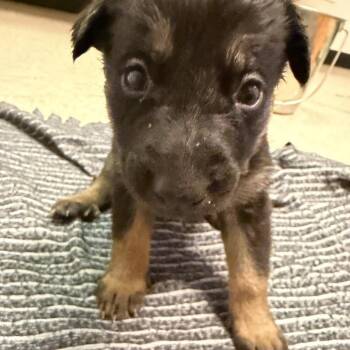 German Shepherd Dog Dogs Available for Adoption in Austin, Texas - Mariner | PetCurious