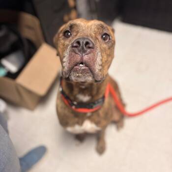 Cardi -  Mixed Breed Dog for Adoption in Philadelphia, Pennsylvania - Cardi | PetCurious