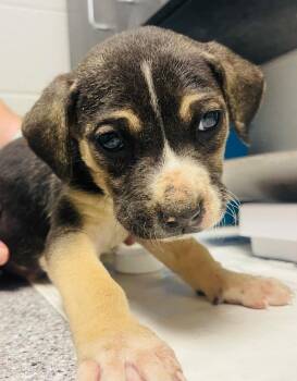 Mixed Breed Dogs Available for Adoption - Jax Pup 1 | PetCurious