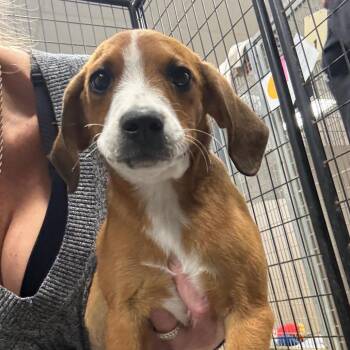 July -  Beagle and Hound Dog for Adoption in Normal, Illinois - July | PetCurious