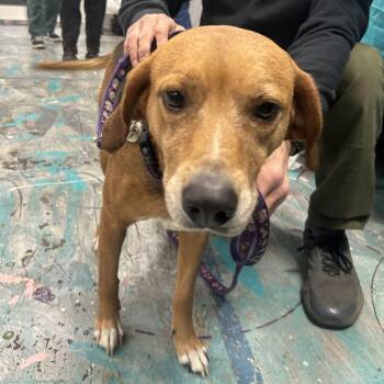 Oakley -  Treeing Walker Coonhound and Mixed Breed Dog for Adoption in Coos Bay, Oregon - Oakley | PetCurious