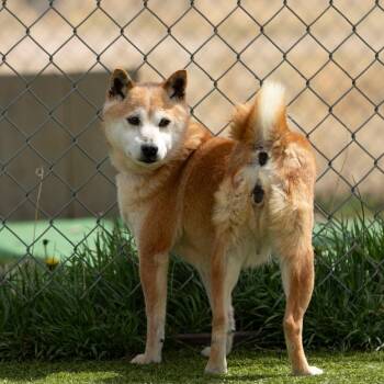 Shiba Inu Dogs Available for Adoption in Peyton, Colorado - Smiley (MR26-336) | PetCurious