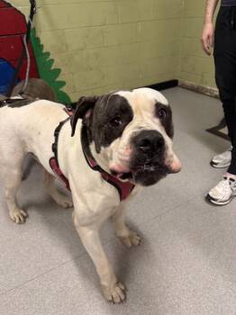 Boxer Dogs Available for Adoption - HONDO | PetCurious
