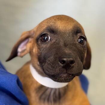 Princess Daisy -  Pit Bull Terrier Dog for Adoption in Goleta, California - Princess Daisy | PetCurious