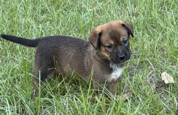 Tiana -  Australian Cattle Dog Blue Heeler and Shepherd Dog for Adoption in The Woodlands, Texas - Tiana | PetCurious