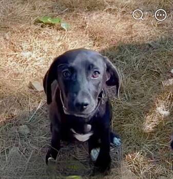 Tortellini -  Beagle and Retriever Dog for Adoption in Princeton, Massachusetts - Tortellini | PetCurious