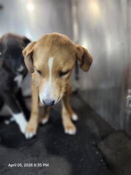 Labrador Retriever Dogs Available for Adoption - BLOSSOM | PetCurious
