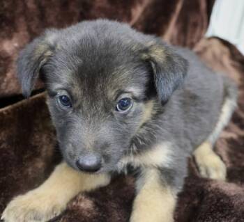 Snoot -  Shepherd Dog for Adoption in Thief River Falls, Minnesota - Snoot | PetCurious