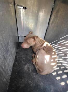 DORY -  American Staffordshire Terrier Dog for Adoption in San Antonio, Texas - DORY | PetCurious