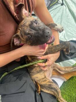 Latte- In Foster -  American Bulldog Dog for Adoption in Kansas City, Missouri - Latte- In Foster | PetCurious