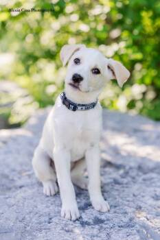 Tiffany -  Labrador Retriever and Husky Dog for Adoption in Drumbo, Ontario - Tiffany | PetCurious