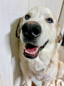 Eva -  Shepherd and Siberian Husky Dog for Adoption in Evergreen, Colorado - Eva | PetCurious