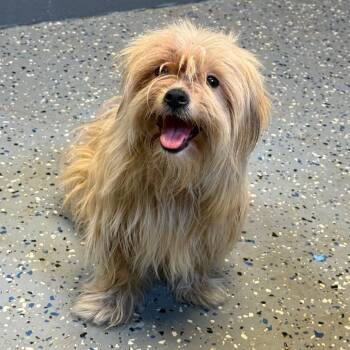 TUSC-Stray-85037 -  Terrier and Mixed Breed Dog for Adoption in Tuscaloosa, Alabama - TUSC-Stray-85037 | PetCurious