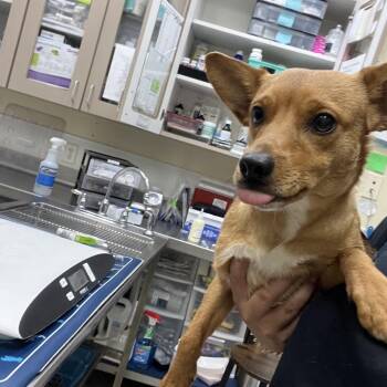 Terrier Dogs Available for Adoption - Robert | PetCurious