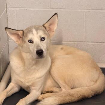 Sierra -  Siberian Husky Dog for Adoption in Corydon, Indiana - Sierra | PetCurious