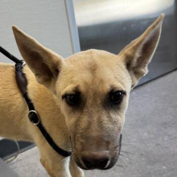 110748 -  Mixed Breed Dog for Adoption in Las Cruces, New Mexico - 110748 | PetCurious