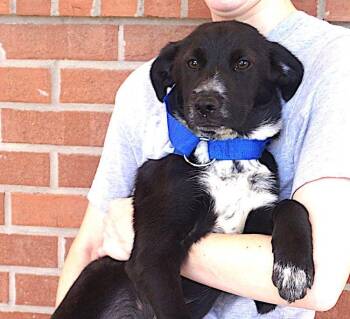 Charlotte -  Border Collie Dog for Adoption in Carrollton, Texas - Charlotte | PetCurious
